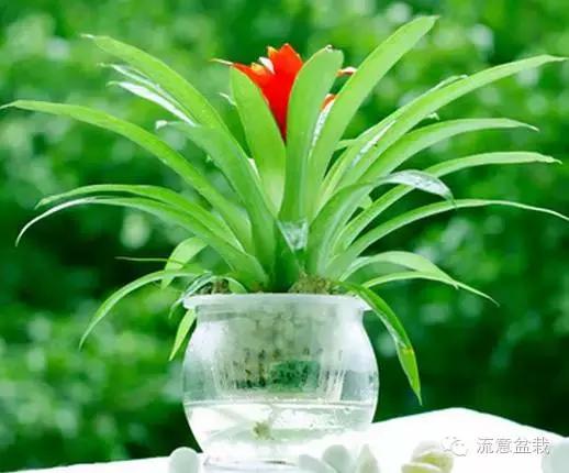 鸿运当头的花有毒吗能不能放家,鸿运当头鲜花有毒吗