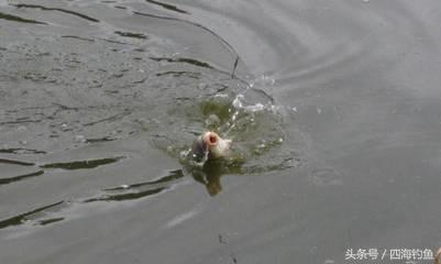 抓顿口调漂技巧图解,抓顿口最快的方法