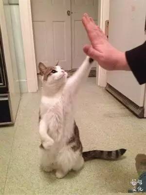 猫咪过于调皮如何调教，铲屎官进来看