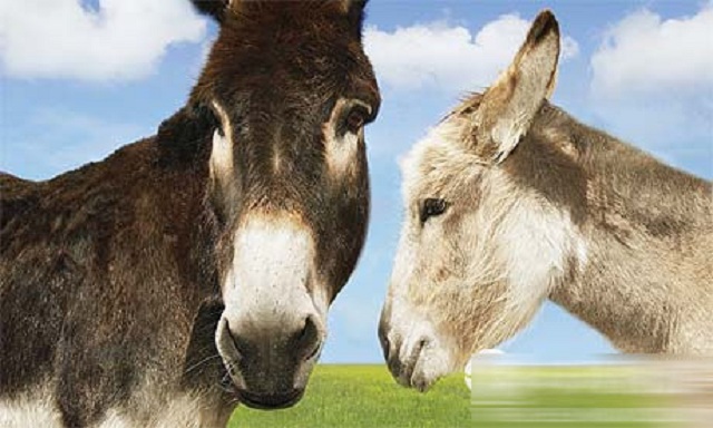 驴肉那么贵为什么养驴的很少,驴肉好吃为什么不大力发展养驴