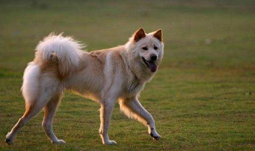 正宗中华田园犬四眼狗图片,中华田园犬多少元一只正宗