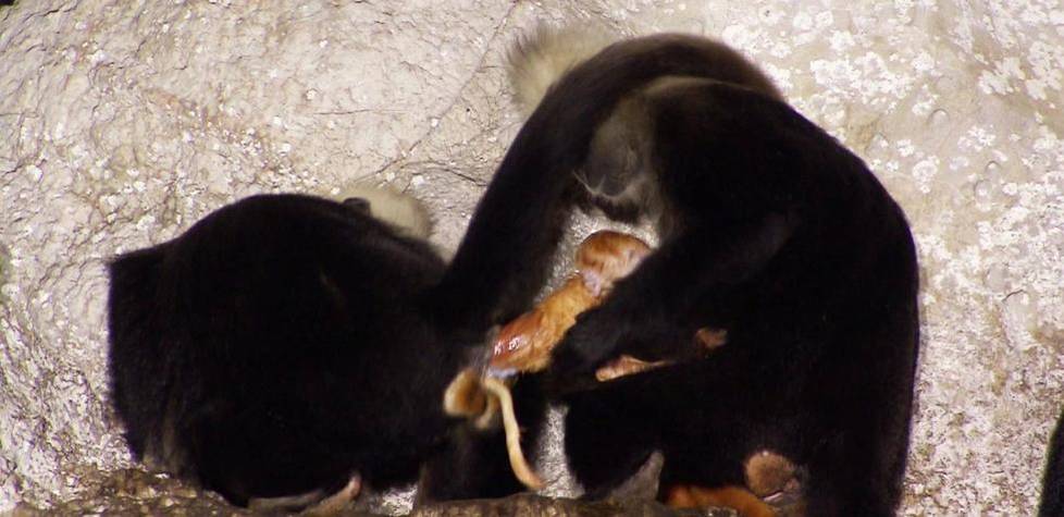 小猴得了牙髓炎,母猴抓些湿泥涂在小猴脸上和嘴里,没想到病好了
