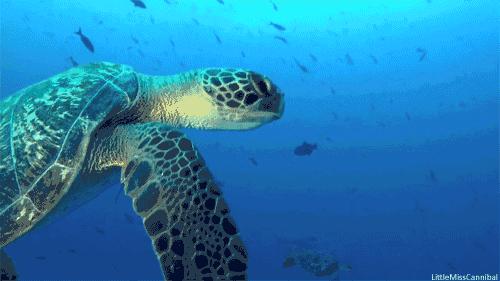 淮安龙宫大白鲨水世界旅游攻略,淮安龙宫大白鲸嬉水世界项目