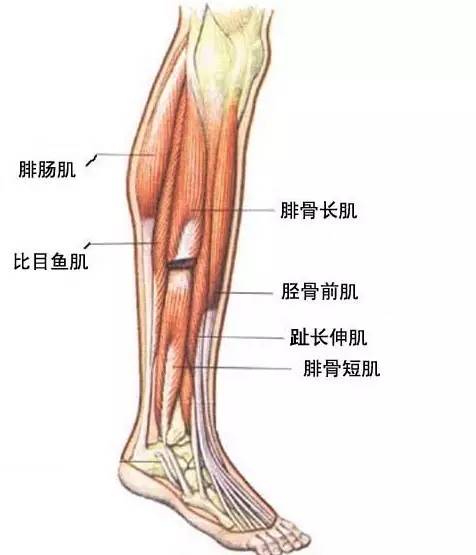 身上的肉很软很松,应该怎么办?