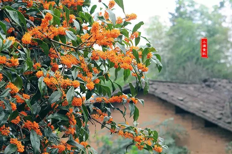 最正宗的姜糖古方,古法正宗姜糖