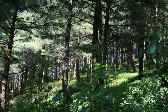 妙香佛国养生福地,妙香佛国人间净土