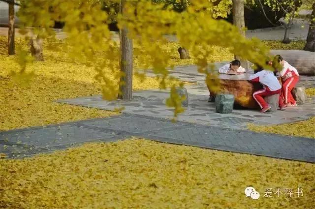 美呆了！被银杏包围的北京育英学校，在这里学习都是一种享受