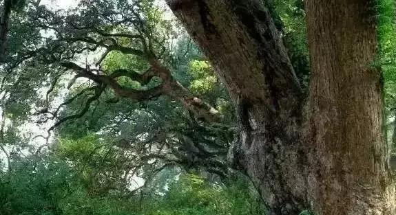 这个村庄一千年前建了个生态下水道，全村至今不淹水，生物还活着