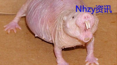 无毛裸鼹鼠对癌症免疫,裸鼹鼠为什么不会生癌症