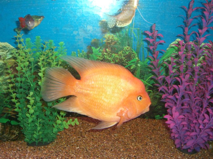 太阳能板自制鱼缸循环系统,热带鱼鱼缸过滤循环系统