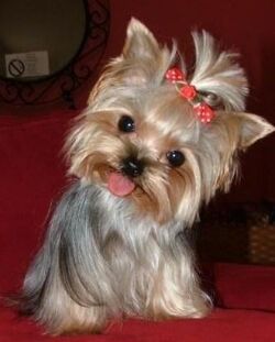 从来不跟狗打交道的星座,狗跟星座的关系