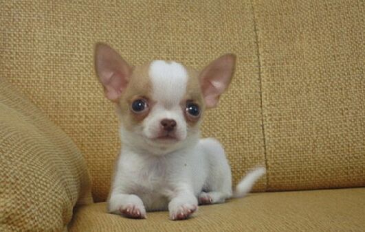 从来不跟狗打交道的星座,狗跟星座的关系