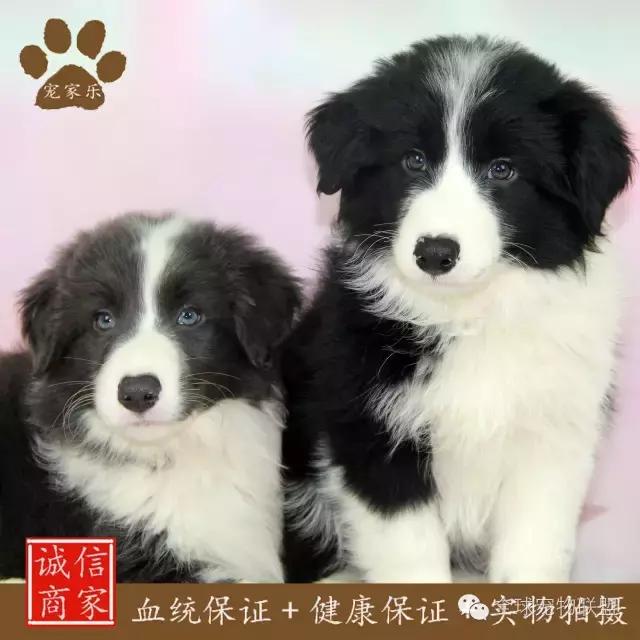 狗狗的常见疾病及日常护理知识大全铲屎官们的福利