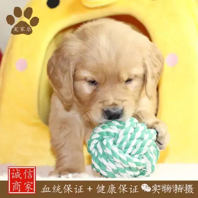 狗狗的常见疾病及日常护理知识大全铲屎官们的福利