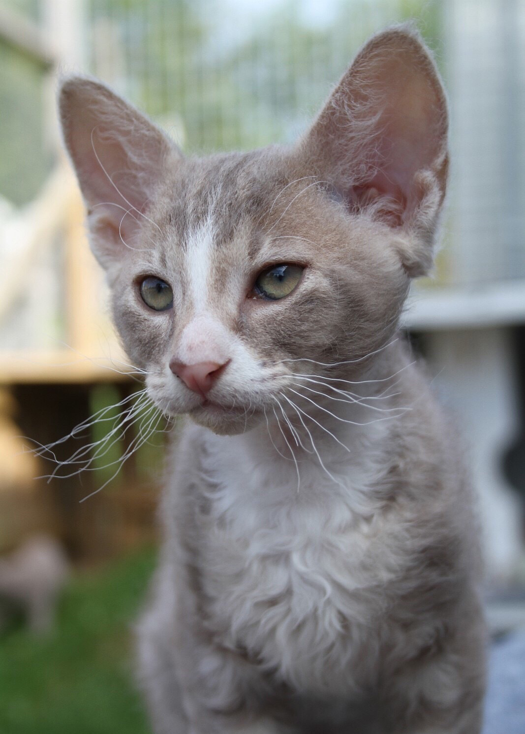 性价比低的猫咪品种有哪些,什么种类的猫最便宜