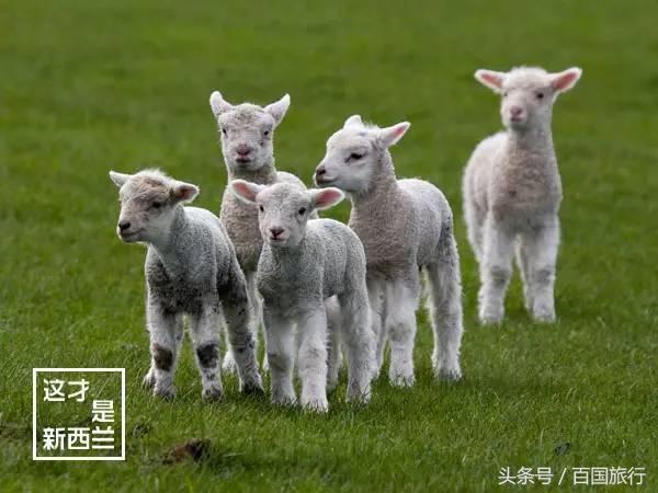 新西兰美到让人窒息,新西兰哪里最美