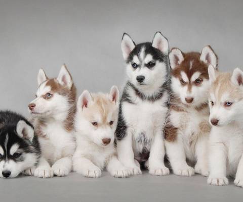 宠物篇100天,宠物篇合集