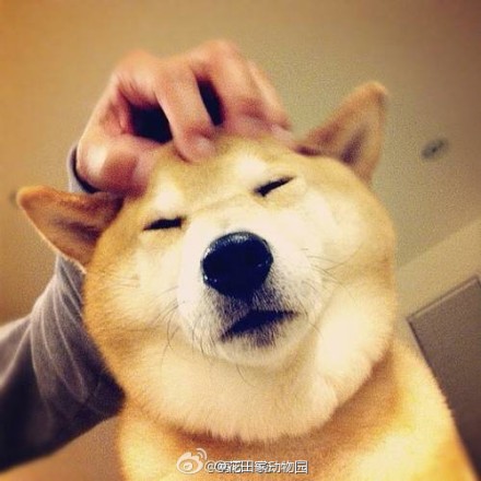 宠物篇100天,宠物篇合集