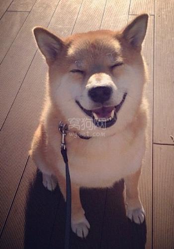 宠物篇100天,宠物篇合集