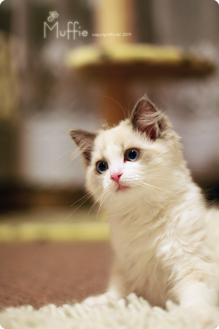 宠物篇100天,宠物篇合集