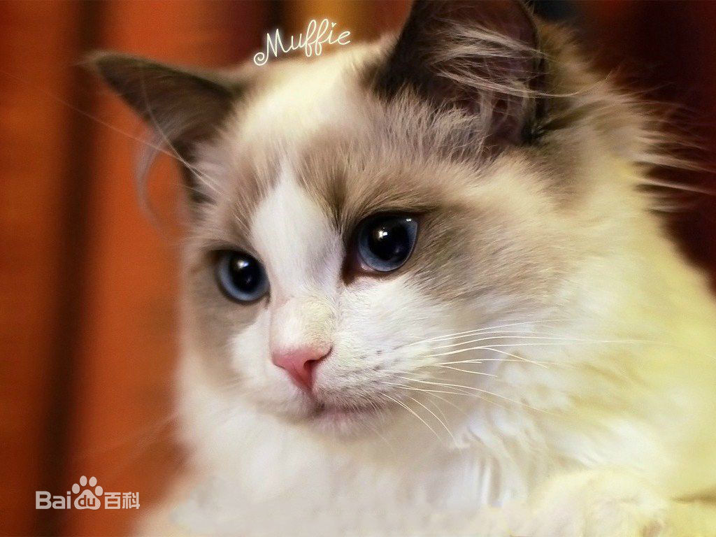 宠物篇100天,宠物篇合集