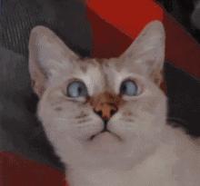 自测宝宝是不是“斗鸡眼”！爹妈别再瞎操心了哈~