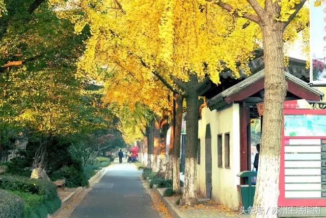 苏州平江路网红打卡地,苏州十大名街