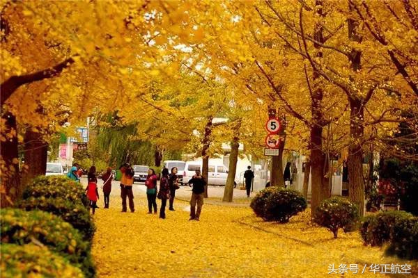 乐山最美银杏打卡地,中国最美十大银杏观赏地