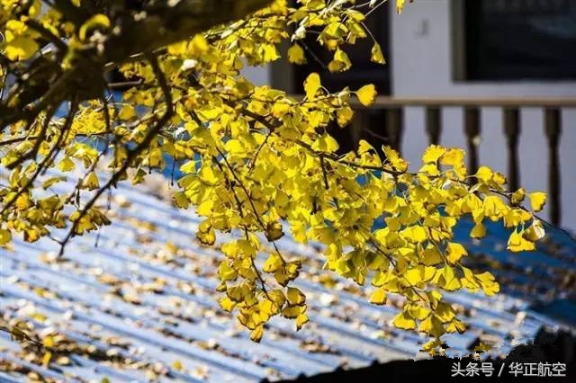 乐山最美银杏打卡地,中国最美十大银杏观赏地