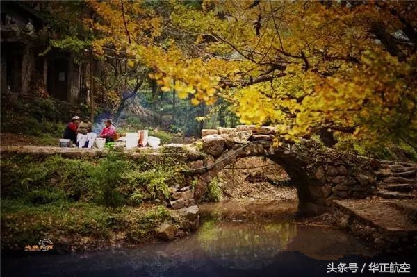 乐山最美银杏打卡地,中国最美十大银杏观赏地