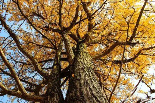 乐山最美银杏打卡地,中国最美十大银杏观赏地