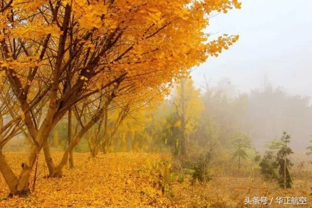 乐山最美银杏打卡地,中国最美十大银杏观赏地