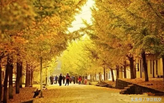 乐山最美银杏打卡地,中国最美十大银杏观赏地