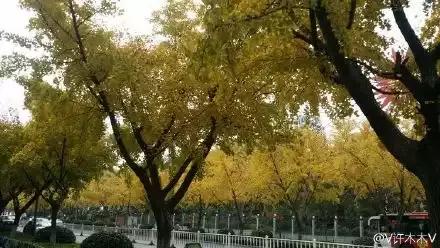 满城尽带黄金甲京剧,满城尽带黄金甲由什么改编