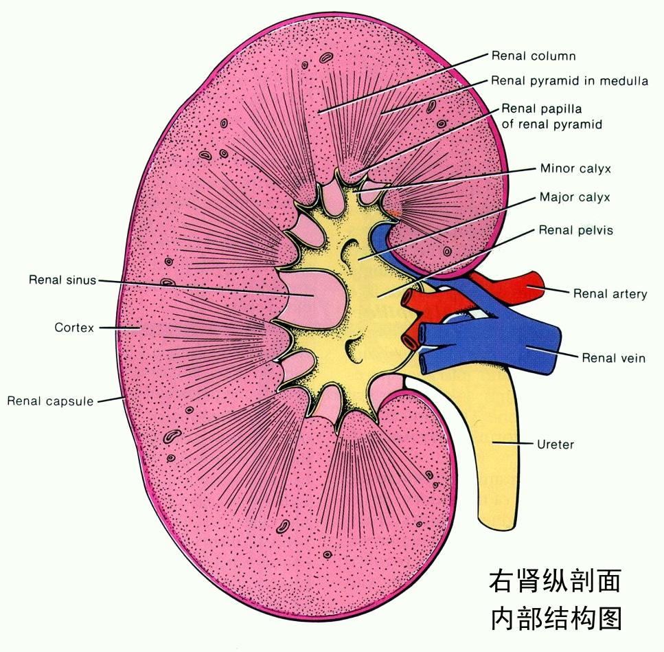 b超肾脏正常肾脏就没问题吗,做一次肾脏的检查