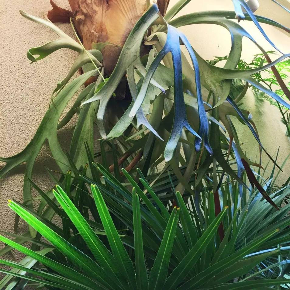 东京花店,东京南青山花店