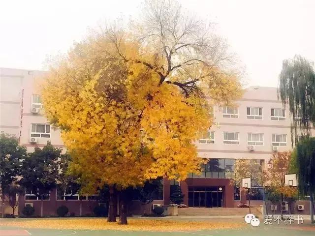 美呆了！被银杏包围的北京育英学校，在这里学习都是一种享受