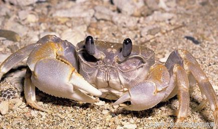 各种办法抓螃蟹,怎样才能轻松抓到螃蟹