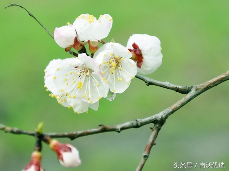 甘肃敦煌的水果杏,甘肃李广甜杏