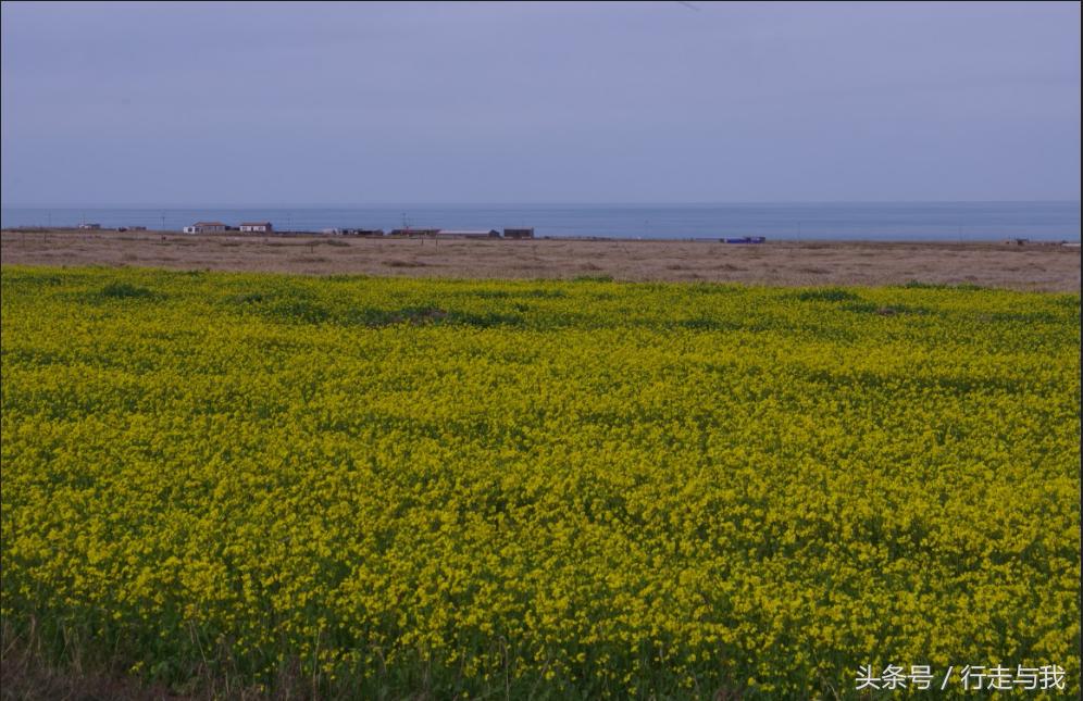 延安自驾青海湖攻略,延安青海湖