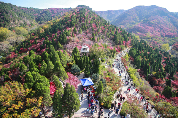 冬游红叶谷,看万山红遍层林尽染全文