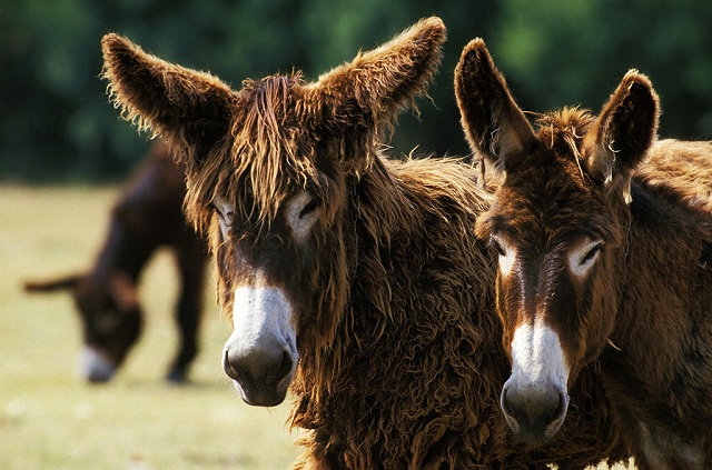 驴肉那么贵为什么养驴的很少,驴肉好吃为什么不大力发展养驴