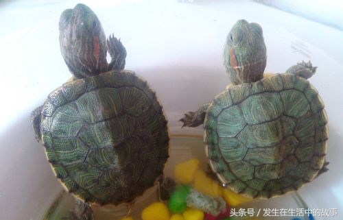 巴西龟怎么养才100%能活下来,怎么才能养好一只小巴西龟