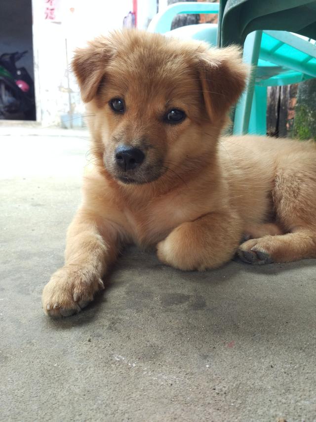 正宗中华田园犬四眼狗图片,中华田园犬多少元一只正宗