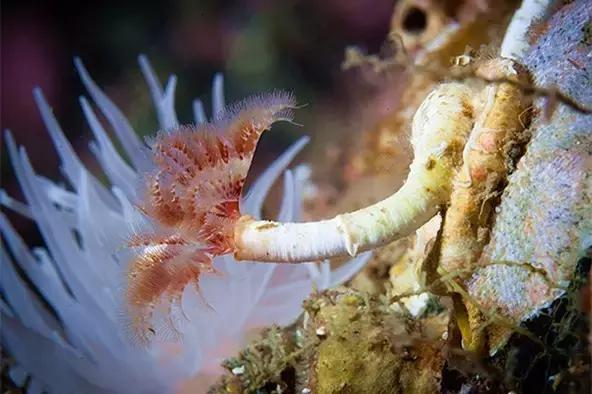 又双叒叕吃人家生殖腺！老不要脸了