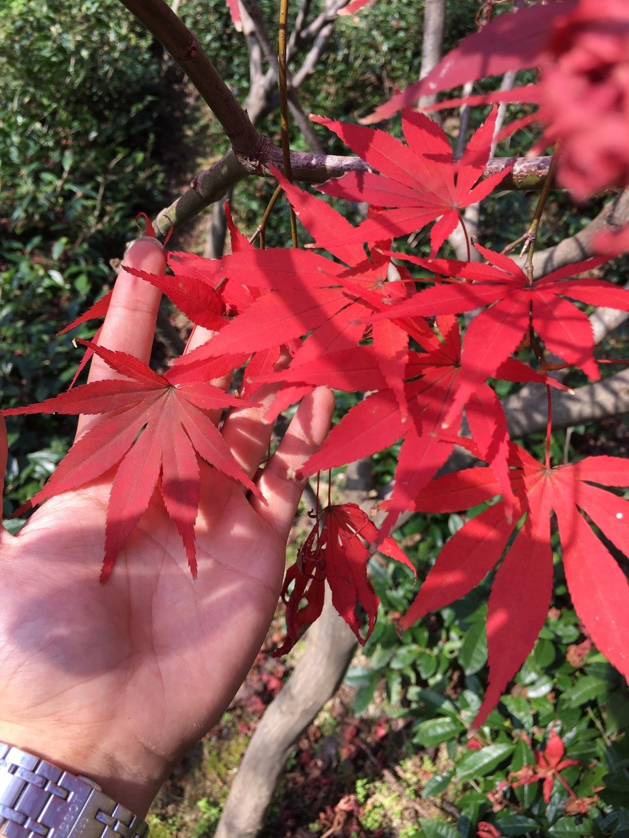 奉化溪口镇栖霞古道,宁波奉化旅游攻略完整版