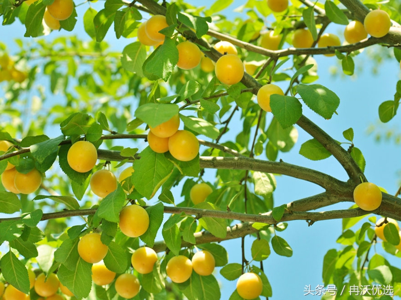 甘肃敦煌的水果杏,甘肃李广甜杏