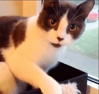 猫咪偷吃被逮个正着,猫咪偷吃被抓猫咪哭了