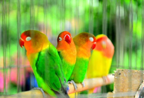 鹦鹉需要多少温度饲养,鹦鹉幼鸟喂养温度