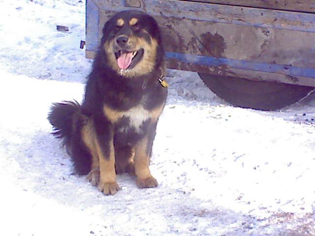 藏獒和比特犬谁能赢,比特犬和藏獒哪只强